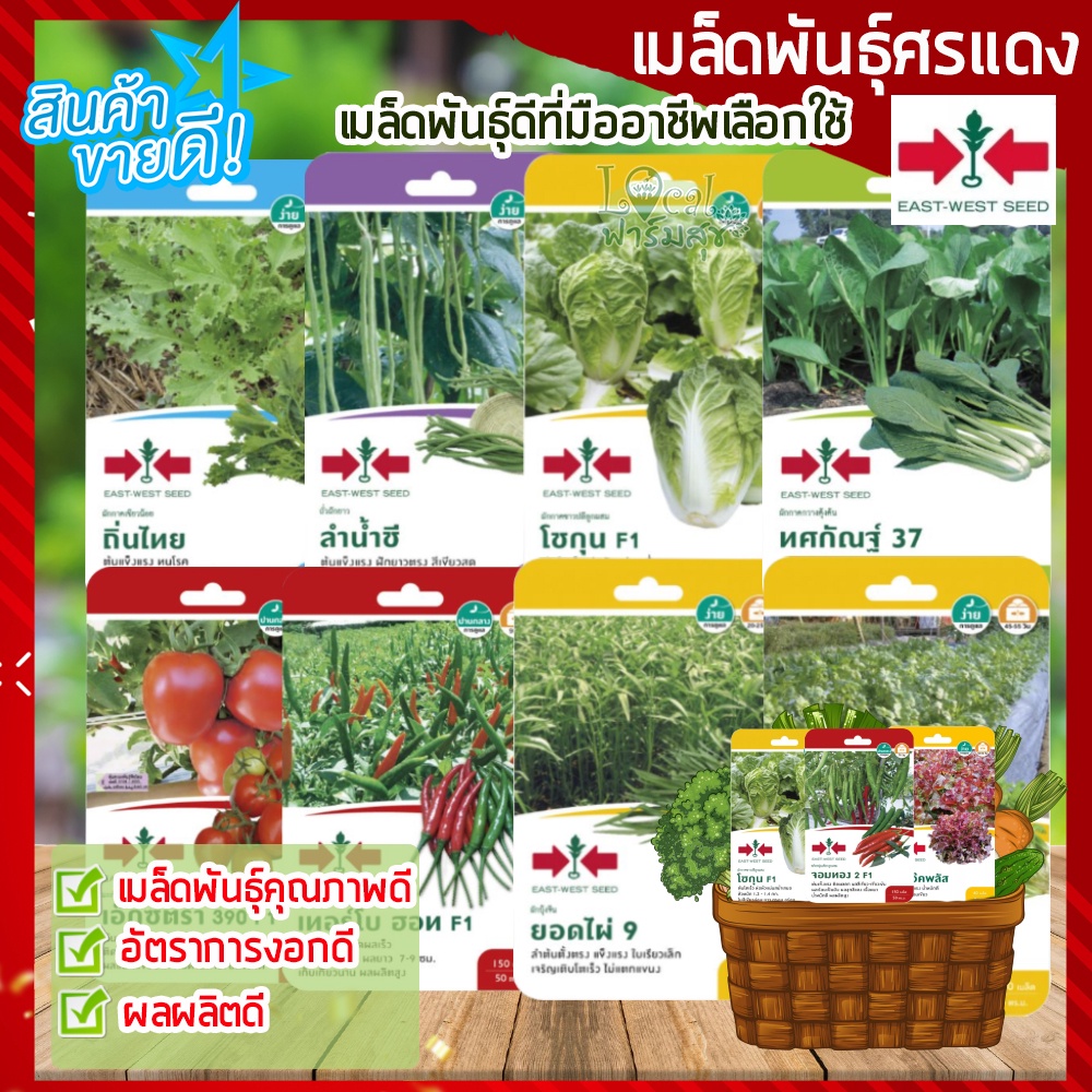 เมล็ดพันธุ์ผัก-ศรแดง-เมล็ดผักสวนครัว-เมล็ดพันธุ์คุณภาพ-งอกดี-ผลผลิตดี-ผักกาดเขียวน้อย-ผักชี-ผักกาดขาว-พริก-มะเขือเทศ
