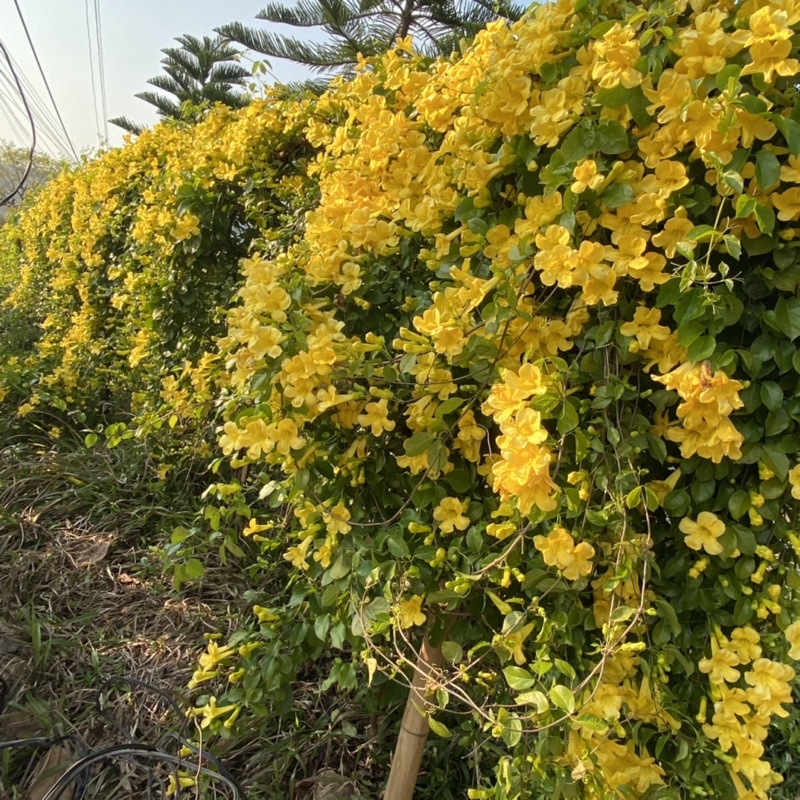 flower-garden-f389-เหลืองชัชวาลย์-เล็บวิฬาร์-ไม้เลื้อย-ปลูกทำรั้ว-เกาะกำแพง-ถุงใหญ่