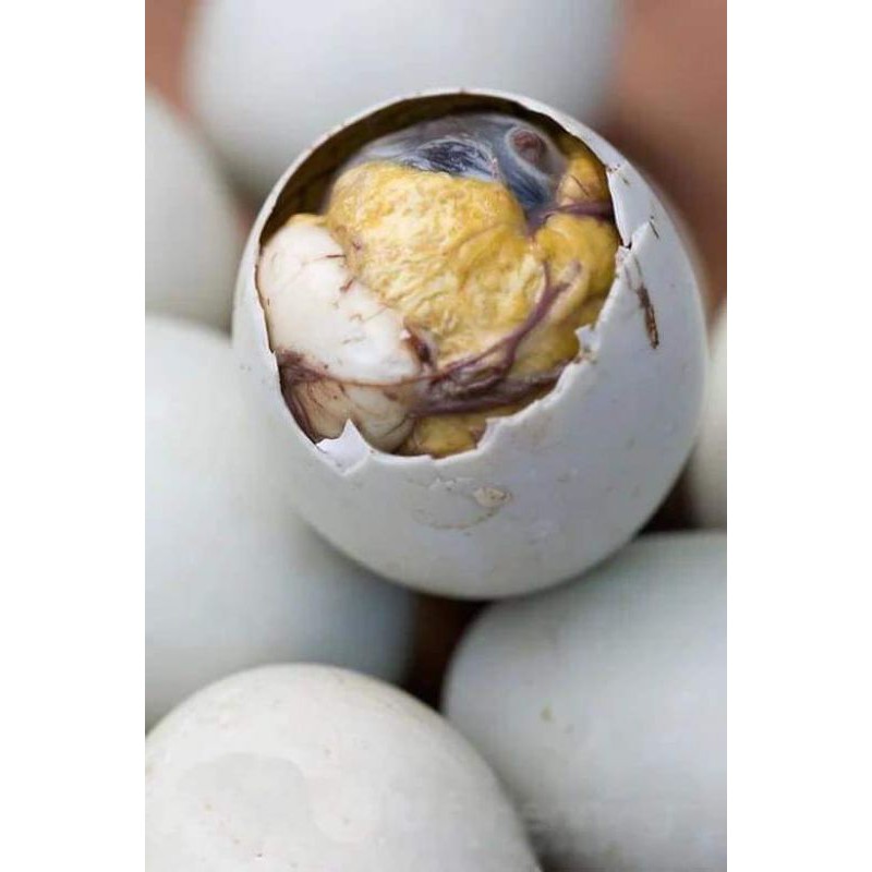 5ps Balut (fertilized duck egg) uncooked ไข่เป็ดปฏิสนธิ Shopee Thailand