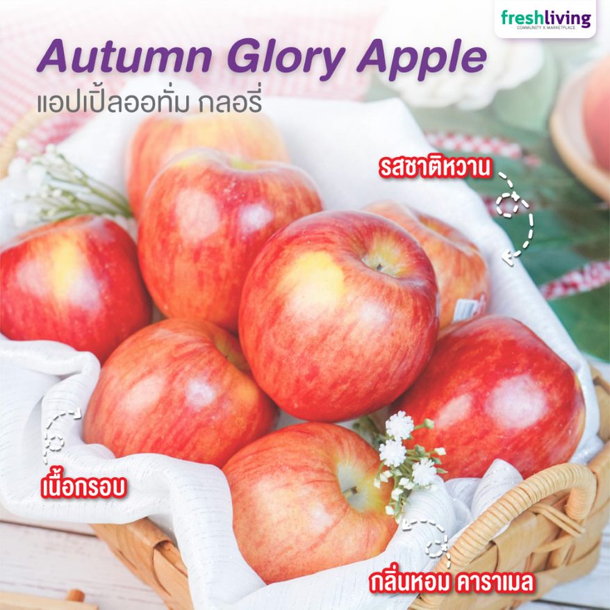 ภาพหน้าปกสินค้าแอปเปิ้ลออทัมกลอรี่ แพ็ค 3 ลูก นำเข้าจากอเมริกา 1แถม1 = 4 แพ็ค Autumn Glory USA หวานกรอบ Freshliving ผลไม้สด จากร้าน freshlivingth บน Shopee