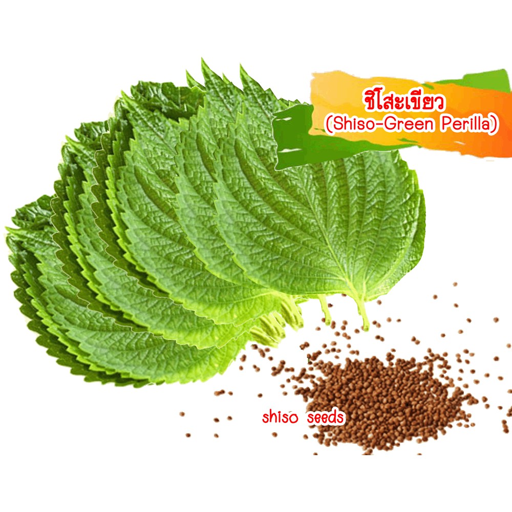 เมล็ดพันธุ์ชิโสะ-สีเขียว-green-shiso50-เมล็ด-ไม่ใช่พืชที่มีชีวิต