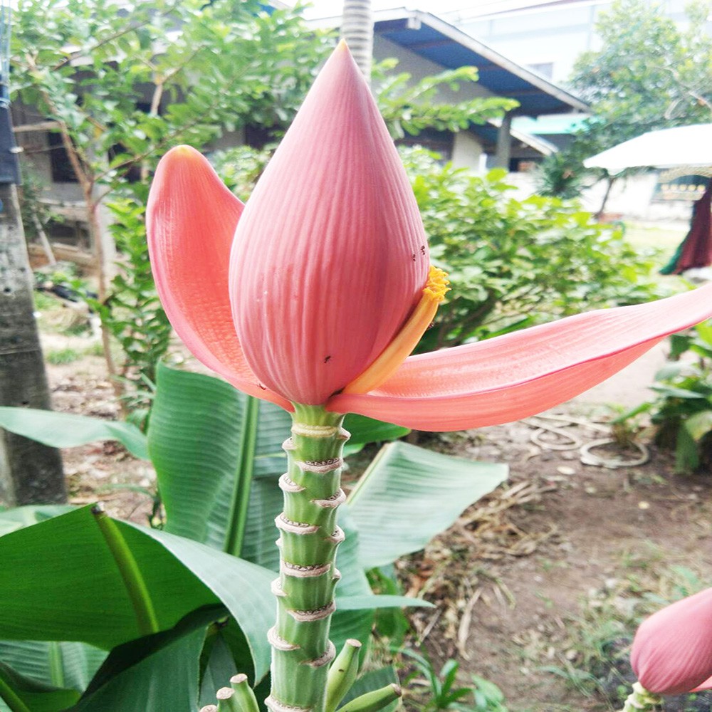 กล้วยบัว-สีชมพูอมแดงพันปี-กล้วยบัวสวรรค์พันปี-ดอกสีชมพูแดงออกตลอดทั้งปี-ไม้มงคลเรียกทรัพย์ค้าขาย-ปลูกครั้งเดียวได้พันปี