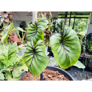 หน้ากากฟาโรห์ Colocasia Pharoah Mask