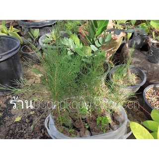 สนปฏิพัทธ์ (Son Pradi Phat) ชื่อวิทยาศาสตร์ Casuarina junghuhniana Miq