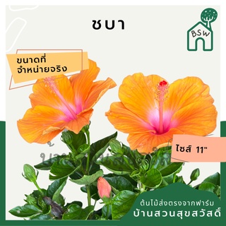 ชบา ดอกสวย สีสันสดใสมาก กระถาง 11 นิ้ว ต้นชบา เป็นไม้แดด ออกดอกเก่ง