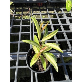 hoya kentiana variegata