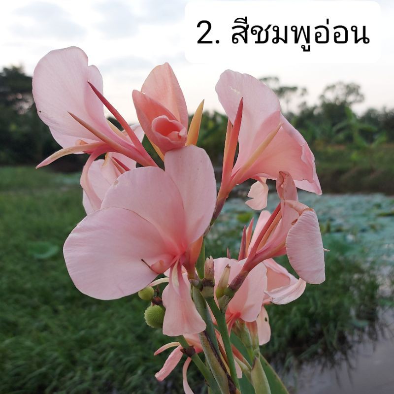 พุทธรักษา-สีชมพูอ่อน-ส่งต้นสูง-20-30-ซม