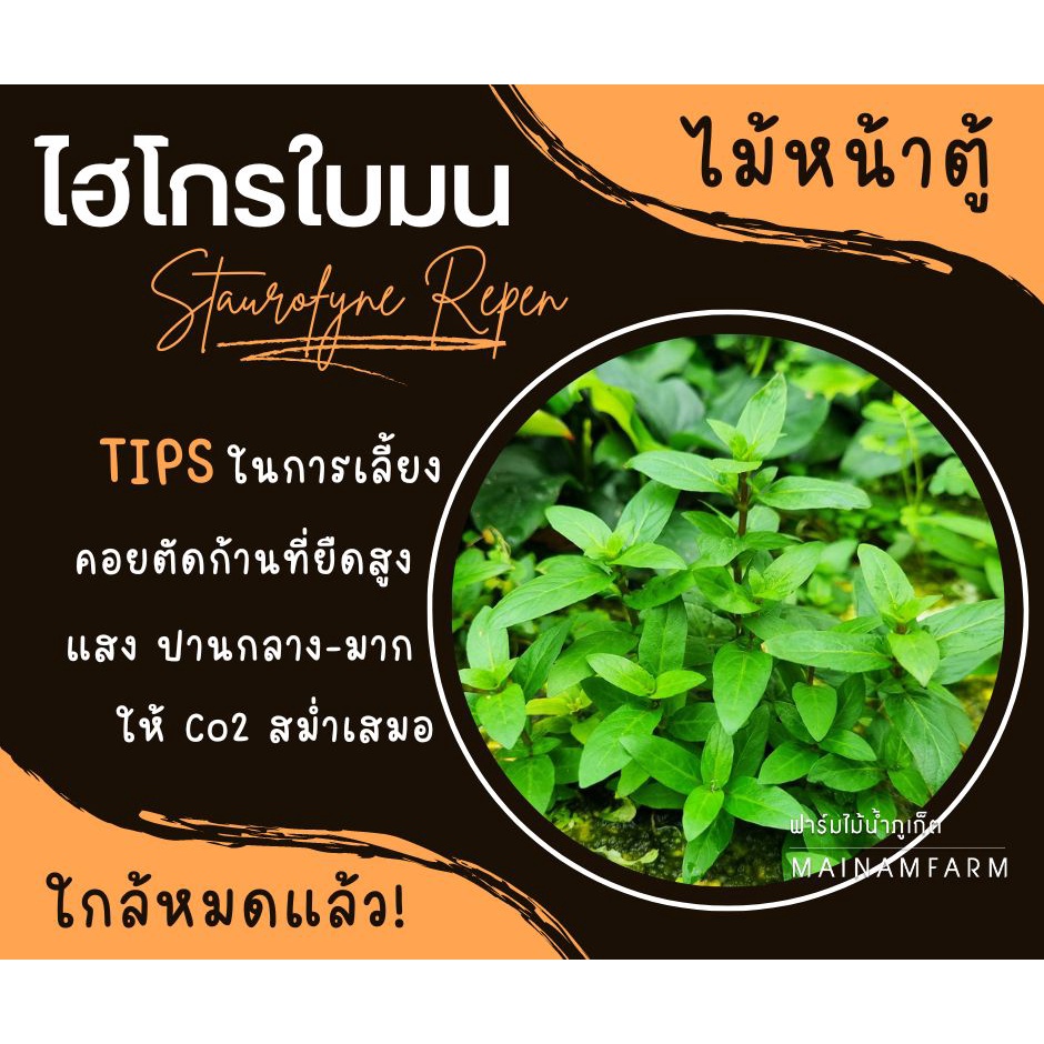 ภาพสินค้าไฮโกรใบมน - STAUROGYNE REPEN ต้นไม้น้ำ จากร้าน mainamfarm บน Shopee ภาพที่ 2