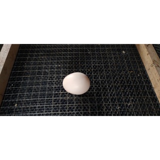 ภาพหน้าปกสินค้าไข่เชื้อไก่ซิลกี้อเมริกา  สำหรับฟัก ราคาต่อฟอง ที่เกี่ยวข้อง