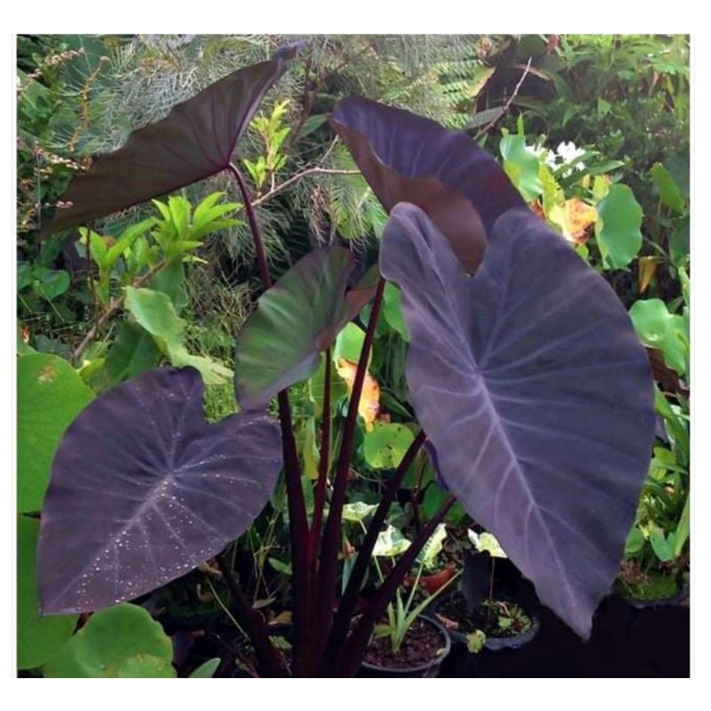 colocasia-black-magic-หรือ-ในกระถาง-6-8-นิ้ว-แตกใบแล้ว-บอนดำ-เสน่ห์ใบดำที่ใครเห็นก็หลงใหล-บอนขนาดใหญ่