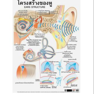 โครงสร้างของหู EQ-087 โปสเตอร์กระดาษ หุ้มพลาสติก