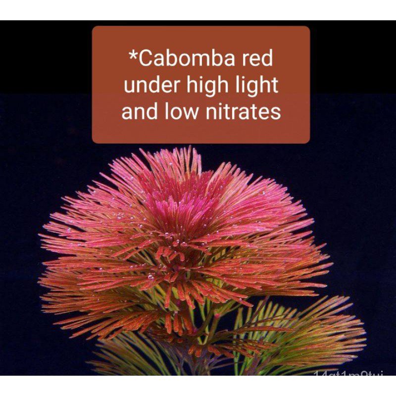 cabomba-green-and-red-submerged-low-tech-aquatic-plant-for-aquariums-and-ponds-กุหลาบ-rkg