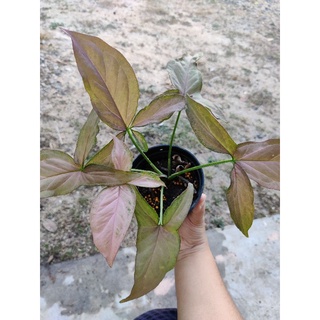 ต้นเงินไหลมา ใบด่าง ชมพู(Syngonium Podophyllum Pink Splash)