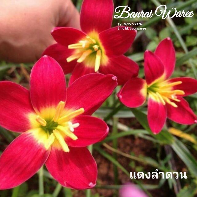 บัวดิน-แดงลำดวน-สีแดงเข้ม-แตกหน่อเก่ง