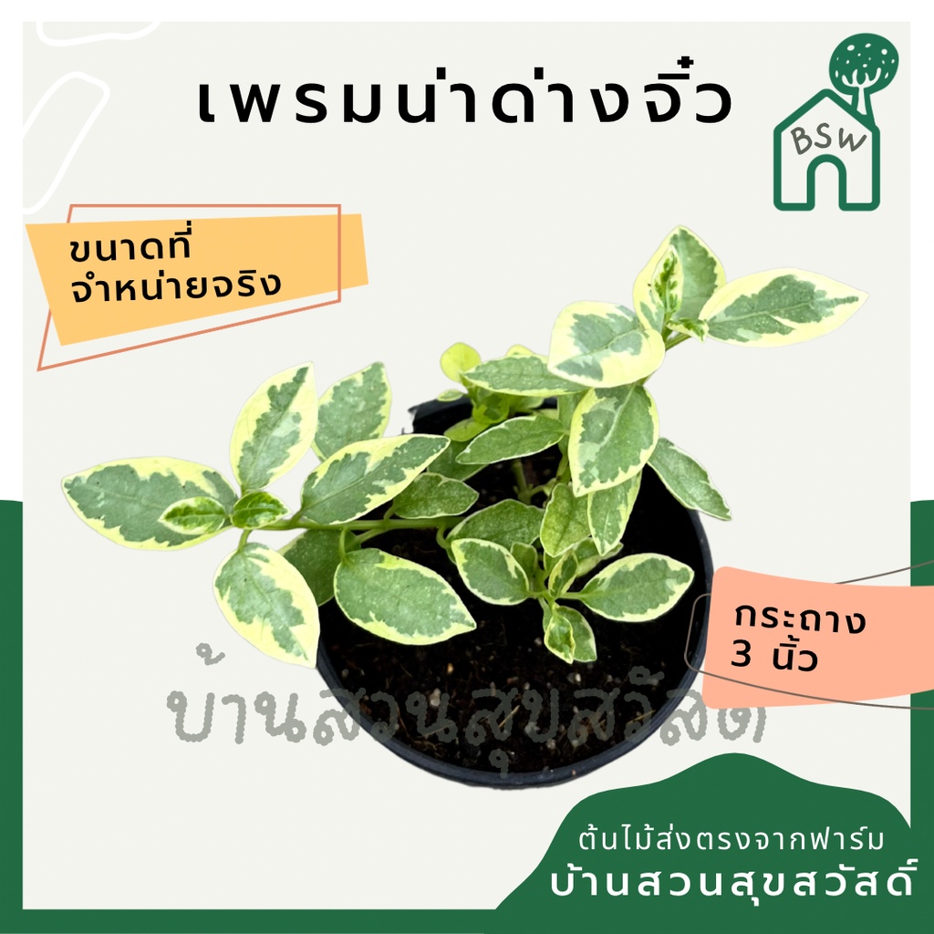 บอนไซ-เพรมน่าด่างไซส์มินิ-เพรมน่าด่างจิ๋ว