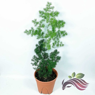 [Indoor Plant] Ming Fern Asparagus Retrofractus 蓬莱松 by LS Group玫瑰/鲜花/seeds/香菜/内裤/园艺/头饰/向日葵/手链/上衣/ QTKU