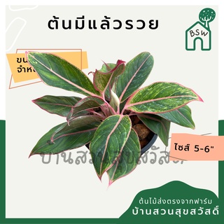 มีแล้วรวย กระถาง 5-6 นิ้ว ต้นมีแล้วรวย อโกลนีมา ด่างแบบโดดเด่น aglaonema