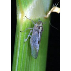ยาจัดแมลง-ฟีโนเต้-ฟีโนบูคาร์บ-กำจัดเพลี้ยกระโดดสีน้ำตาล-เพลี้ยกระโดดหลังขาว-เพลี้ยจักจั่นสีเขียว-ขนาด-1-ลิตร