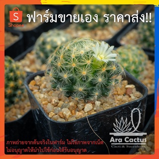 สวนขายเอง! แมมขนนกเหลือง Mammillaria schiedeana ไซส์กระถาง 2 นิ้ว แคคตัส แคนตัส กระบองเพชร ตะบองเพชร ต้นไม้ประดับ อวบน้ำ