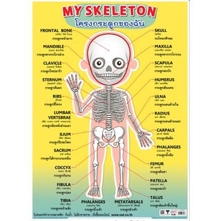 โครงกระดูกของฉัน EQ-480 โปสเตอร์ภาพ กระดาษหุ้มพลาสติก ขนาด 50*70 cm