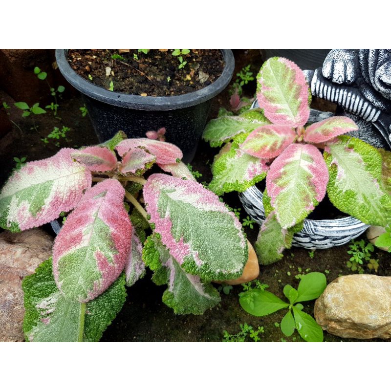 episcia-picasso-pink-ด่าง-3-สี