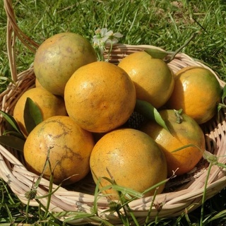 รูปภาพขนาดย่อของส้มสายน้ำผึ้งคัดพิเศษ 1 กิโลกรัม ส้ม​ ปลอดสารแว็กซ์​ ไม่ผ่านพ่อค้าคนกลาง​  รับประกันสินค้าทั่วประเทศ​ ส้มอำเภอฝางลองเช็คราคา