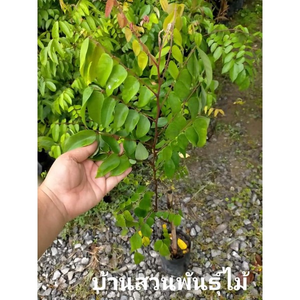 ต้นมะเฟืองหวาน-พันธุ์-บี17