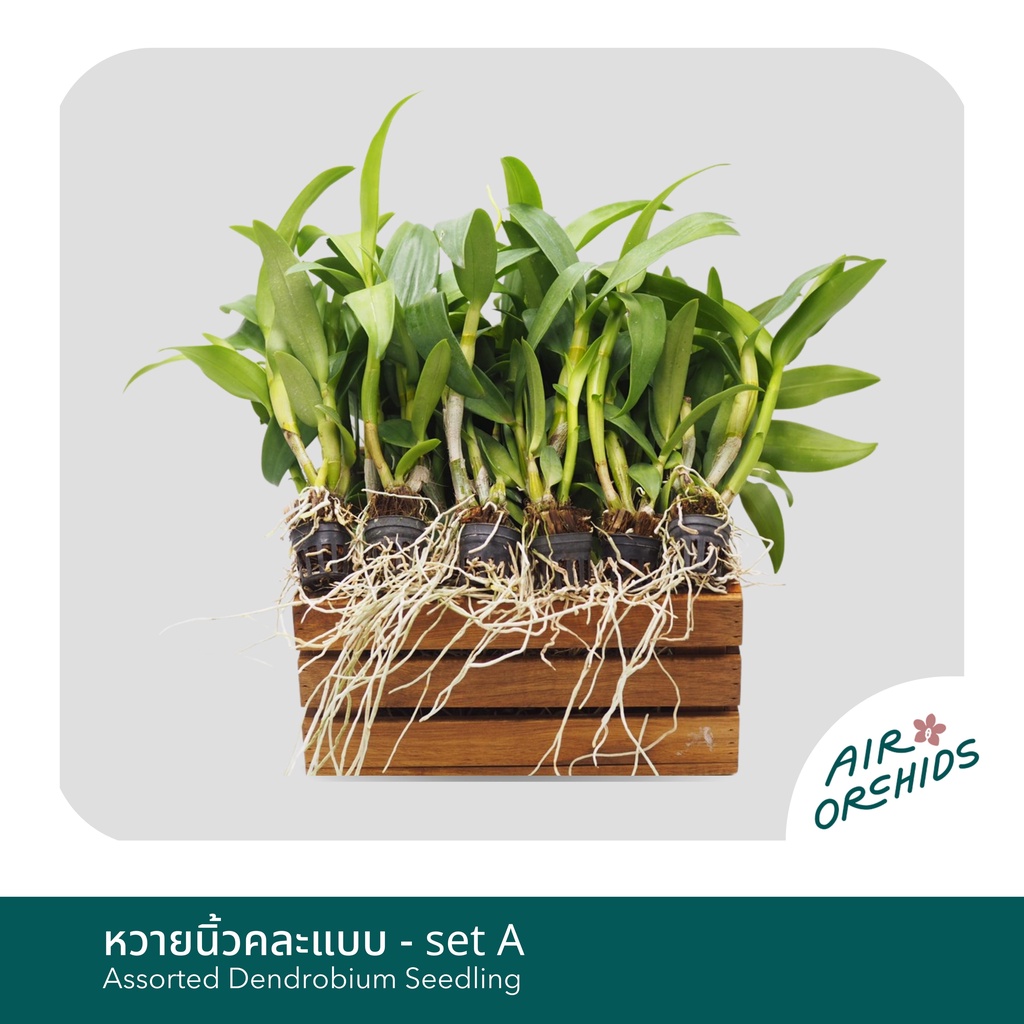 กล้วยไม้นิ้วสกุลหวาย-assorted-dendrobium-seedling-จัดเซ็ต-คละแบบ-set-a