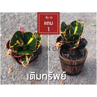 ต้นโกสนพันธุ์ เติมทรัพย์ ไซส์เล็ก กระถาง 5" สูง 15-20 เซนติเมตร ซื้อ 10 แถม 1  (จัดส่งแบบถอดกระถาง+รับประกันสินค้า)