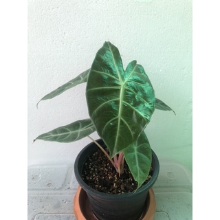 alocasia pink dragon อโลคาเซีย พิ้งค์ดราก้อน ก้านชมพูตระกูลอโลคาเซีย