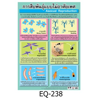 การสืบพันธุ์แบบไม่อาศัยเพศ EQ-238 สื่อโปสเตอร์ภาพ กระดาษ หุ้มพลาสติก