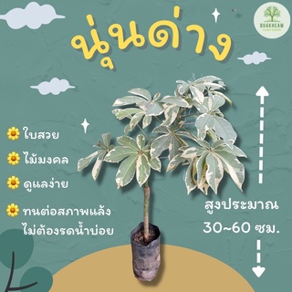 ต้นพันธ์นุ่นด่าง นุ่นด่าง สูงประมาณ 30~60 ซม.