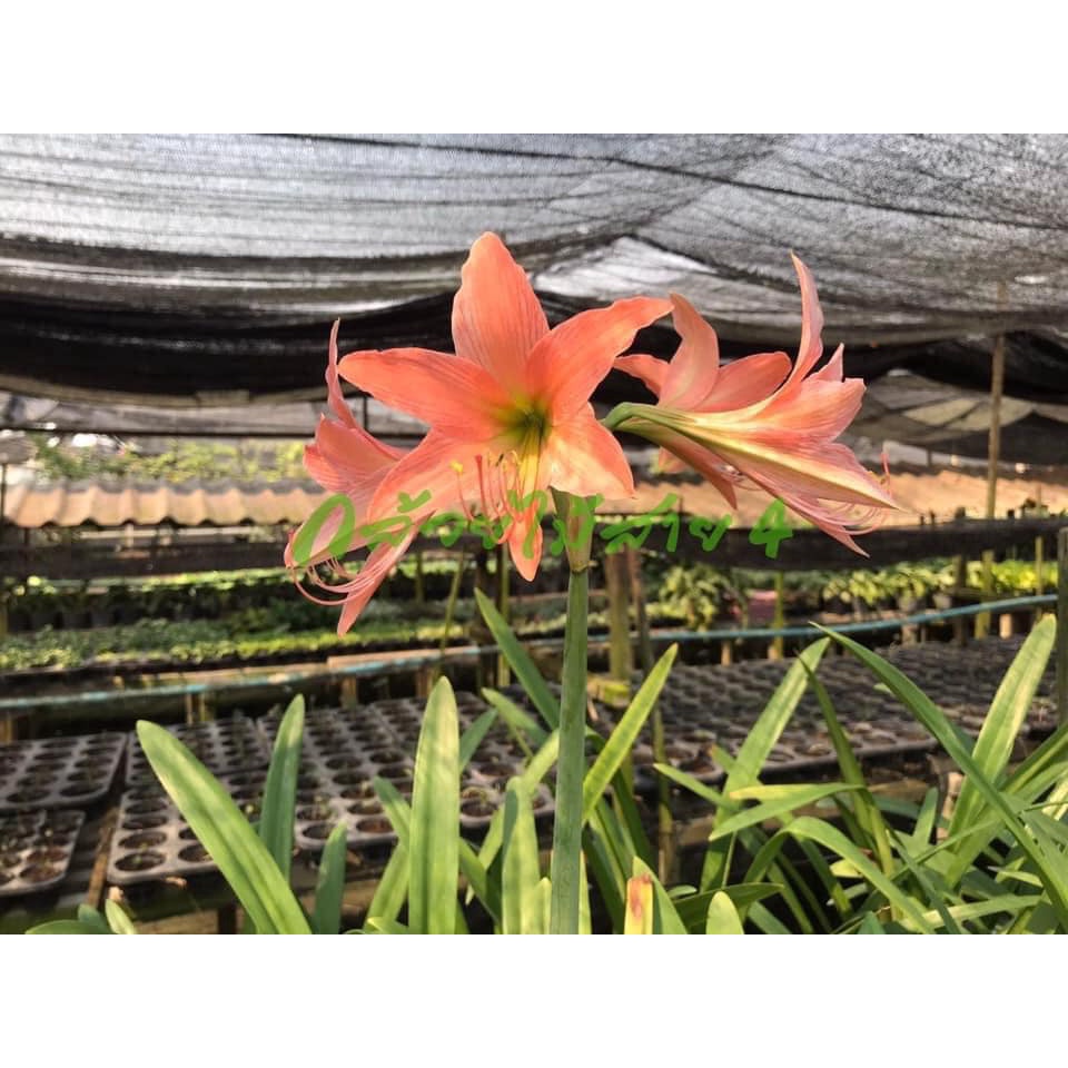 ภาพสินค้าหัวว่านสี่ทิศ amaryllis ดอกสีส้ม สีโอรส ปลูกง่าย ออกดอกบ่อย จากร้าน bangkokgreen บน Shopee ภาพที่ 5