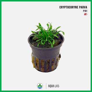 [APC] Cryptocoryne parva (คริปพาว่า) [ไม้น้ำ - Aquatic Plant]