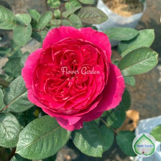 Flower Garden F481 กุหลาบ Rouge royal สีชมพู ดอกหอม!! ขนาดถุงใหญ่ ติดดอก