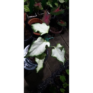 กวนอิม บอนสี ราชินีแห่งใบไม้ (Caladium)