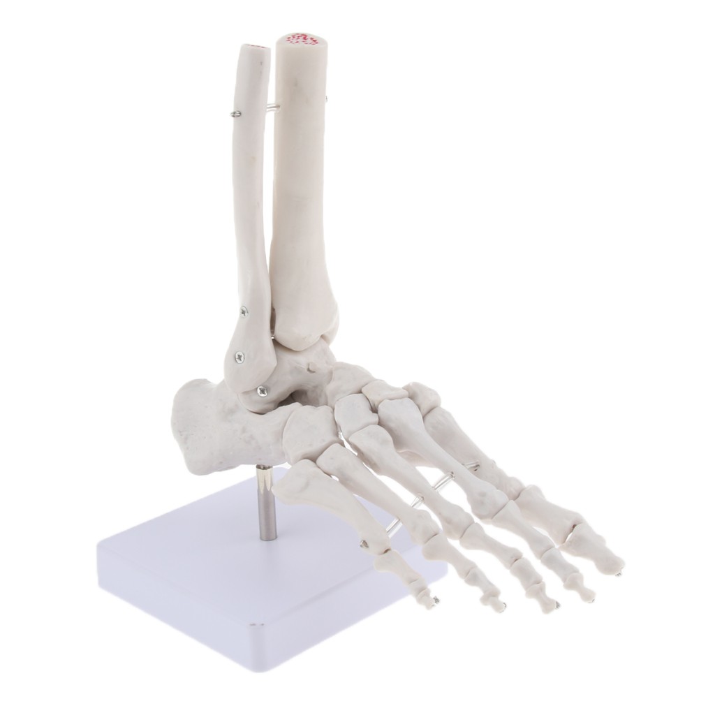 medical-life-size-human-foot-joint-skeleton-anatomical-model-human-anatomy