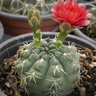 เมล็ดพันธุ์ ยิมโน บัลเดียนั่ม 35 เมล็ด กระบองเพชร แคคตัส Cactus Gymnocalycium Baldianum