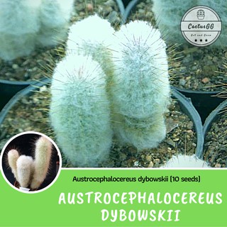 Austrocephalocereus dybowskii (10 seeds)