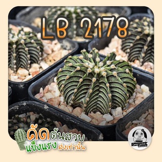 ต้นยิมโน LB2178 ตัวแท้ ( ต้นกระบองเพชร Gymnocalycium mihanovichii LB2178 Agua Dulce ) 🌵ต้นแคคตัส❤️