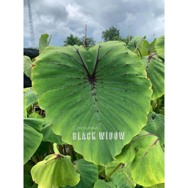 colocasia-black-window-ซื้อ-2-แถม-1บอนแมงมุมแม่ม่ายดำ-ต้นสูง-1-ฟุต