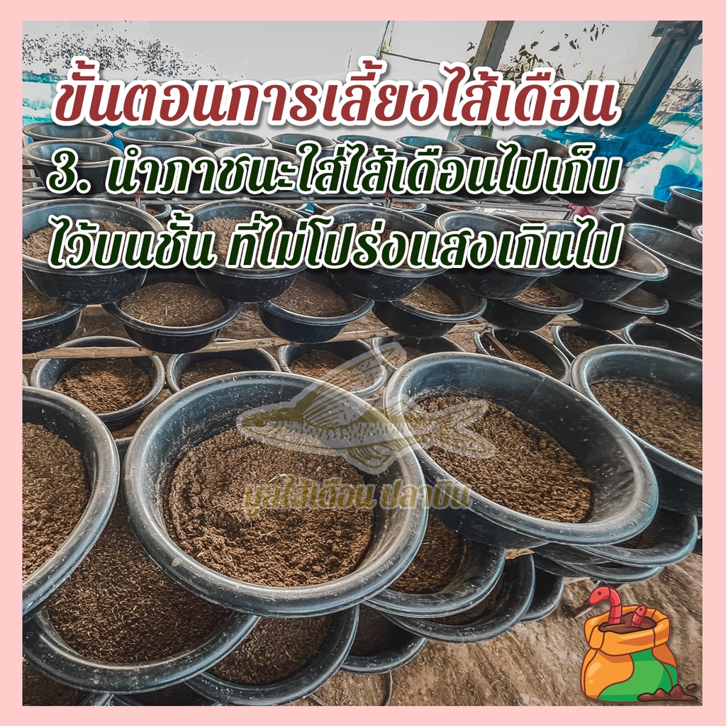 ภาพสินค้ามูลไส้เดือนปลาบิน มูลไส้เดือนแท้100% ไม่ผสม คุณภาพดีที่สุดใช้กับต้นไม้ได้ทุกชนิด น้ำหนัก (800-1,000 กรัม) จากร้าน plabin.thailand บน Shopee ภาพที่ 6