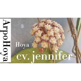 hoya cv jennifer สวยทั้งดอก และใบ โฮย่า น่าสะสม