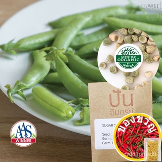 เมล็ดอวบอ้วน100%เมล็ด​พันธุ์​ ถั่ว ถั่วลันเตาหวาน Sugar Snap Peas (Organic Seed) AAS WINNERเมล็ดพันธุ์RussianKaleRubyCab