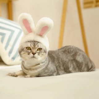 ภาพหน้าปกสินค้าพร้อมส่ง‼️หมวกสัตว์เลี้ยง หมวกแมวหูกระต่าย #หูสั้น ซึ่งคุณอาจชอบราคาและรีวิวของสินค้านี้