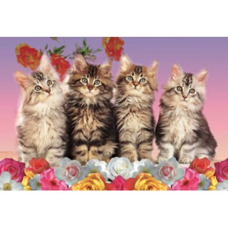โปสเตอร์ แมว Cat สัตว์เลี้ยง น่ารัก รูป ภาพ วิว ติดผนัง สวยๆ poster 34.5 x 23.5 นิ้ว (88 x 60 ซม.โดยประมาณ)
