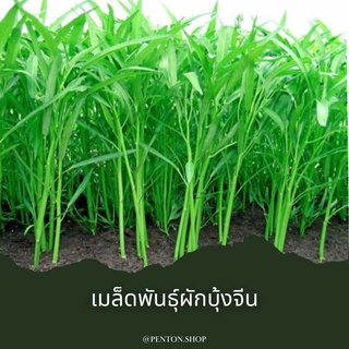 เมล็ดพันธุ์ผักบุ้งจีน10เมล็ด 🔺ขั้นต่ำโปรดสั่งสินค้าขั้นต่ำ30บาทขึ้นไปค่ะ