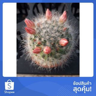 Cake Cactus Farm : กระบองเพชร Mammillaria bocasana (แมมขนแมว ดอกชมพู)