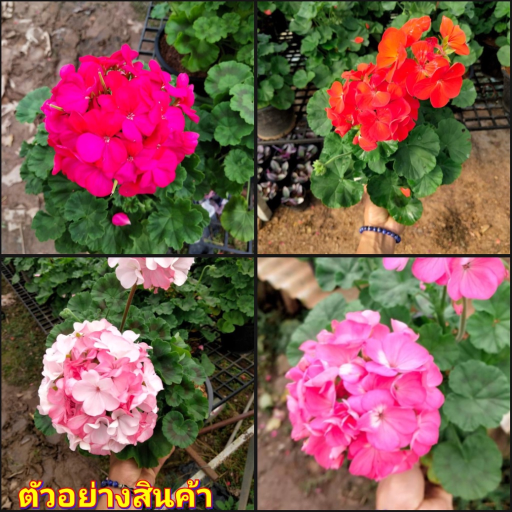 1กระถาง-มี4สีให้เลือก-vาย-ต้นพันธุ์-ดอก-ต้น-เจอราเนียม-geranium-สวนนายนนท์ใจ