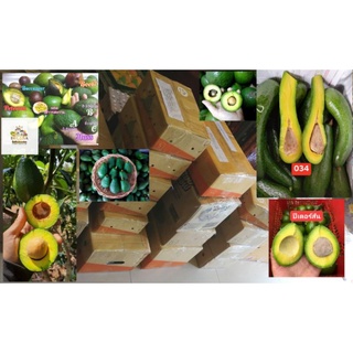 ถูกและดี 034 มาแล้ว Avocado​ ทุกสายพันธุ์​ (ต่อโล)​ เนื้อสวย เนื้อแน่น​ หนึบ 🥑 ส่งตรงจากสวน​ 🚚 สำหรับผู้รักสุขภาพทุกท่าน